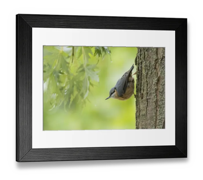 Framed Print : A nuthatch (Sitta europaea) standing on a tree trunk with green foliage in the background Framed Print : A nuthatch (Sitta europaea) standing on a tree trunk with green foliage in the background