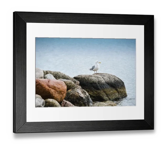 Framed Print : Seagull by the sea in Niendorf Framed Print : Seagull by the sea in Niendorf