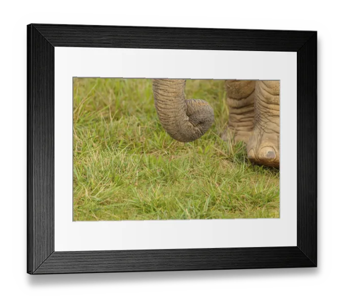 Framed Print : A female elephant (Loxodonta africana) plucks grass with her trunk