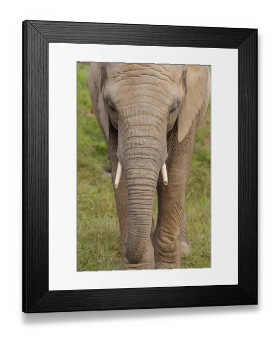 Framed Print : Frontal portrait of a female elephant (Loxodonta africana) Framed Print : Frontal portrait of a female elephant (Loxodonta africana)
