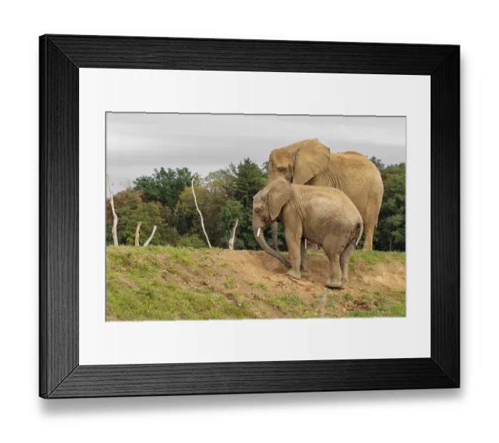 Framed Print : A male elephant calf (Loxodonta africana) digs for minerals with its trunk Framed Print : A male elephant calf (Loxodonta africana) digs for minerals with its trunk