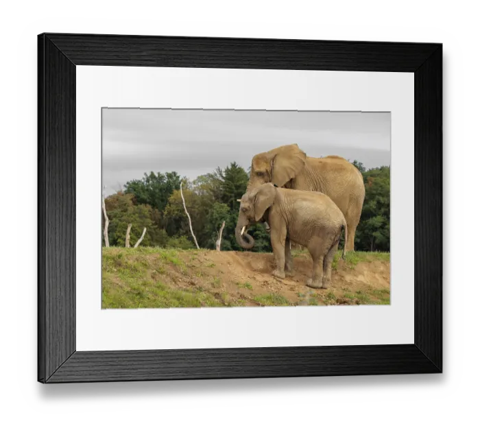 Framed Print : A male elephant calf (Loxodonta africana) digs for minerals with its trunk