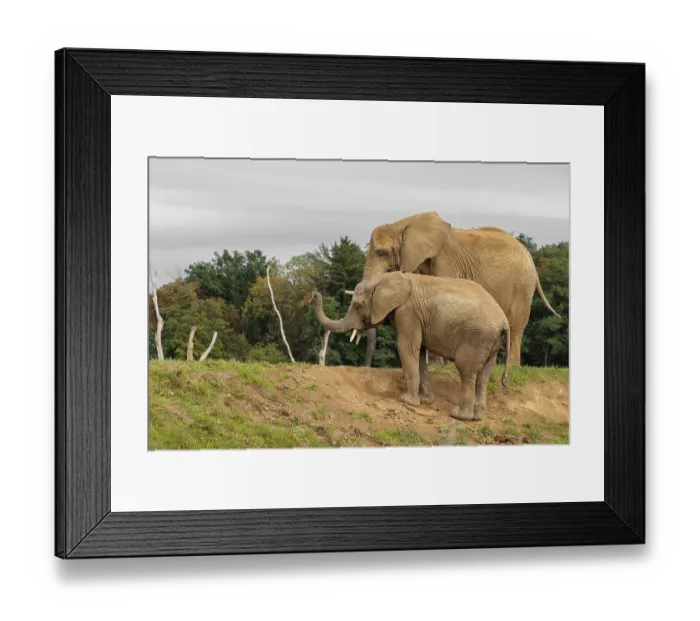 Framed Print : A male elephant calf (Loxodonta africana) digs for minerals with its trunk