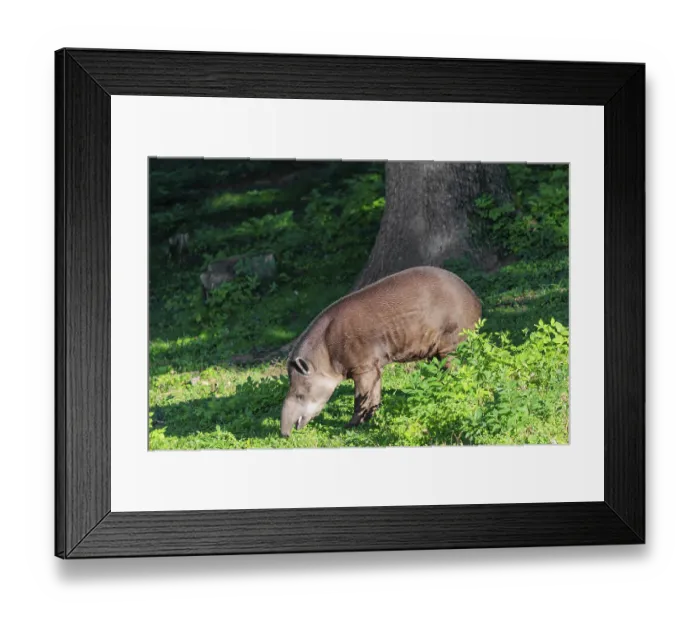 Framed Print : A South American tapir (Tapirus terrestris) runs through the undergrowth at the edge of the forest in search of food