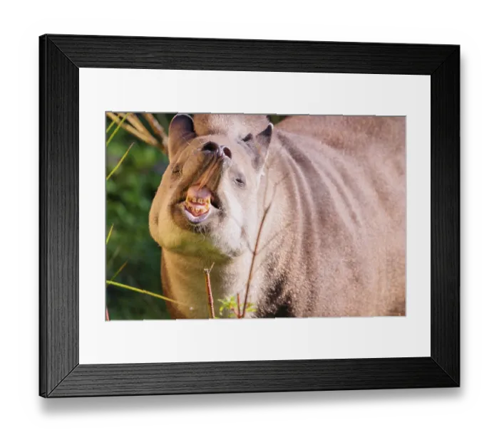 Framed Print : A male South American tapir (Tapirus terrestris) displays flehmen in a clearing Framed Print : A male South American tapir (Tapirus terrestris) displays flehmen in a clearing