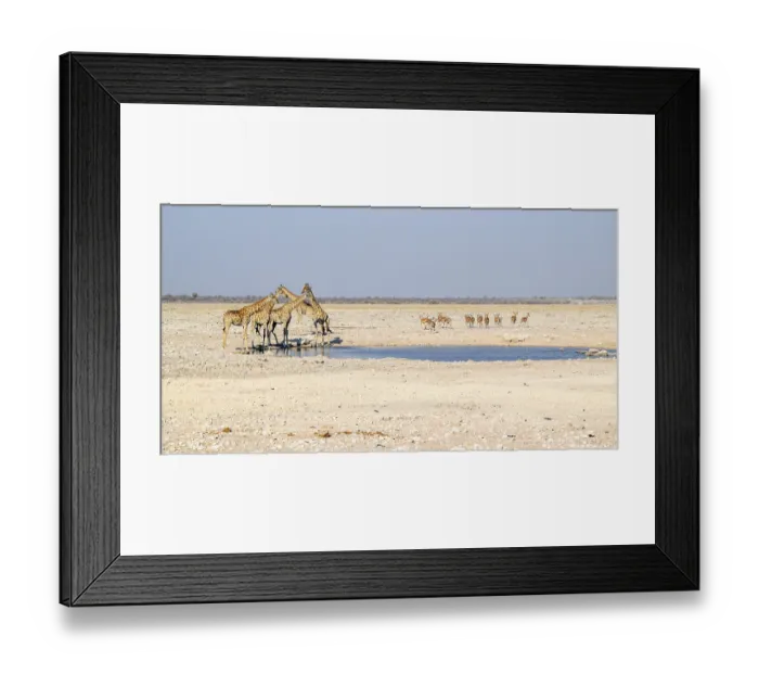Framed Print : Sunny savannah scenery including a group of giraffes and some gazelles at a waterhole in Namibia