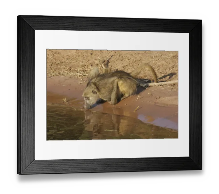 Framed Print : Riparian evening scenery with drinking baboon in Botswana