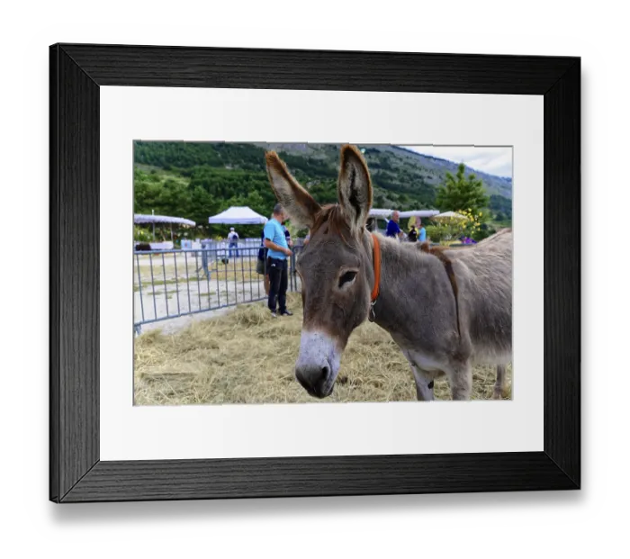 Framed Print : Donkey on a farm, surrounded by a rural landscape and visitors Framed Print : Donkey on a farm, surrounded by a rural landscape and visitors