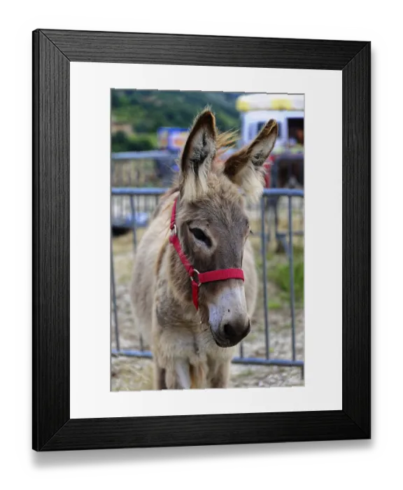 Framed Print : Donkey portrait with red halter Framed Print : Donkey portrait with red halter