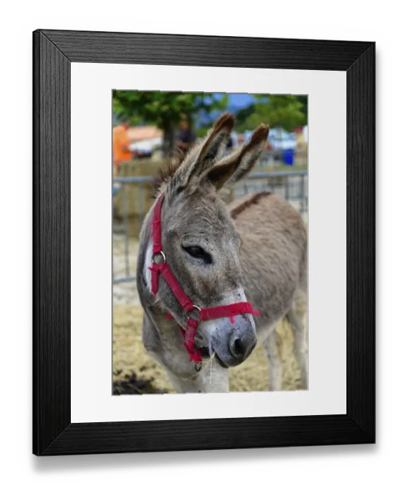 Framed Print : Brown donkey with red halter stands in the foreground Framed Print : Brown donkey with red halter stands in the foreground