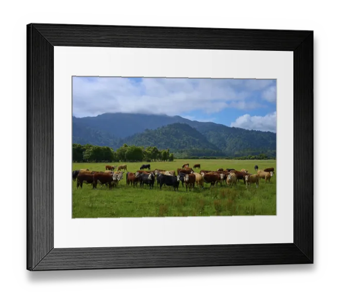 Framed Print : Cows grazing on a green meadow with mountain and forest backdrop under a cloudy sky