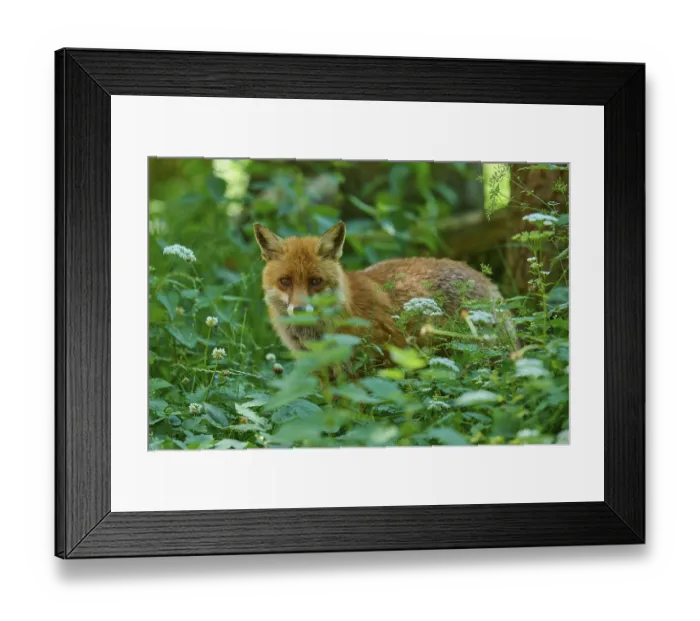 Framed Print : Fox sits well camouflaged in the green forest