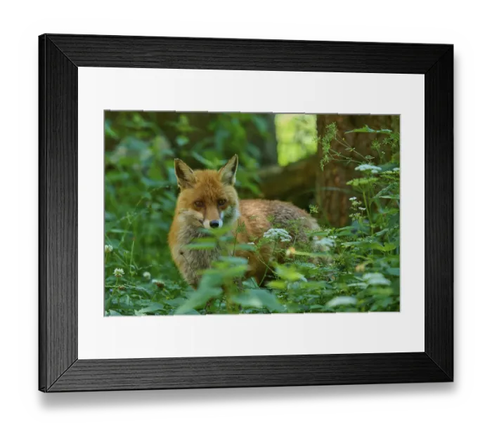 Framed Print : A fox peers out of the dense greenery Framed Print : A fox peers out of the dense greenery