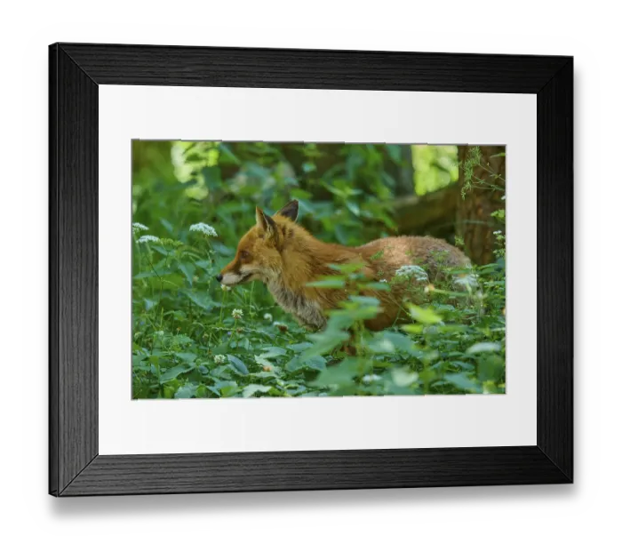 Framed Print : A fox raises its head in the green vegetation and looks curiously