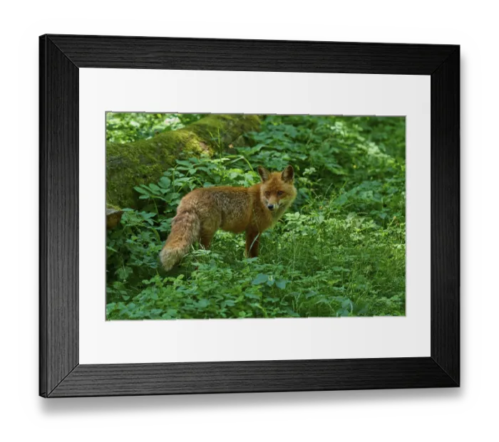 Framed Print : A fox in a lush green forest next to a fallen tree trunk Framed Print : A fox in a lush green forest next to a fallen tree trunk