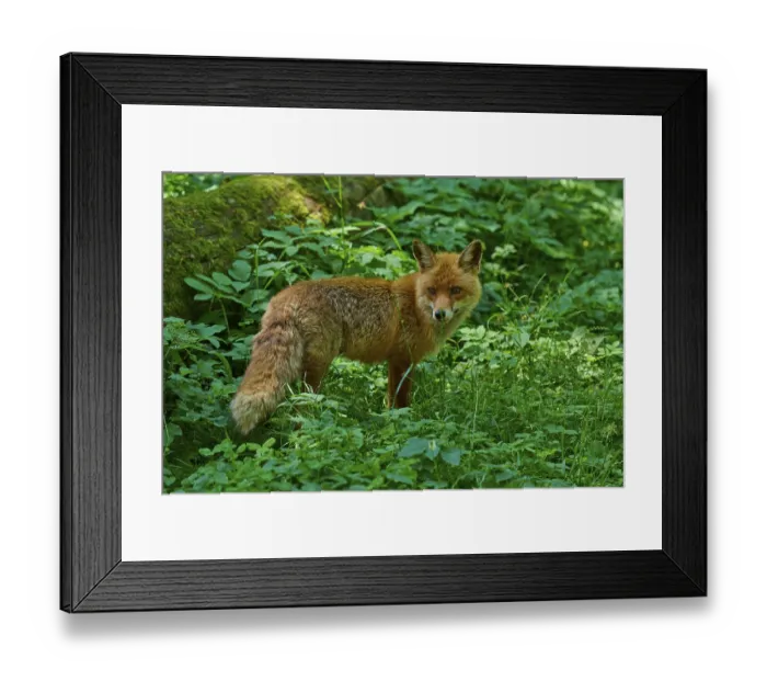 Framed Print : A fox stands in the green of the forest Framed Print : A fox stands in the green of the forest