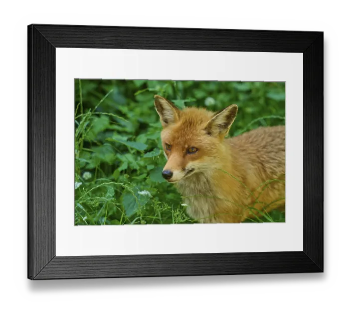 Framed Print : Close-up of a fox surrounded by green grass and plants