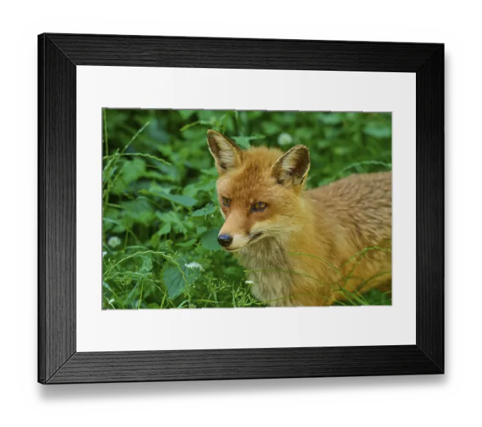 Framed Print : Close-up of a fox head surrounded by green grass