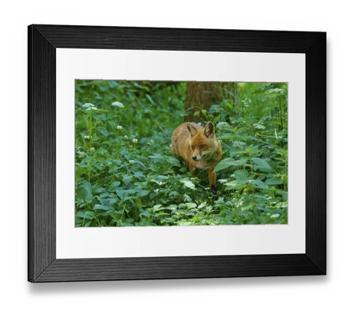 Framed Print : A fox moves through the dense forest vegetation Framed Print : A fox moves through the dense forest vegetation