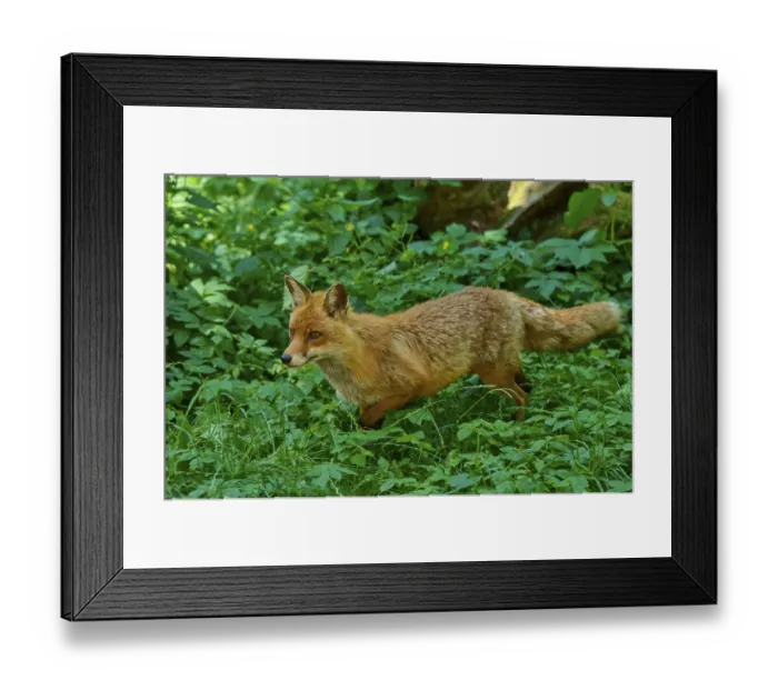 Framed Print : A fox moves through dense, green forest foliage