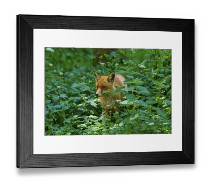 Framed Print : A fox hiding in the dense, green forest foliage