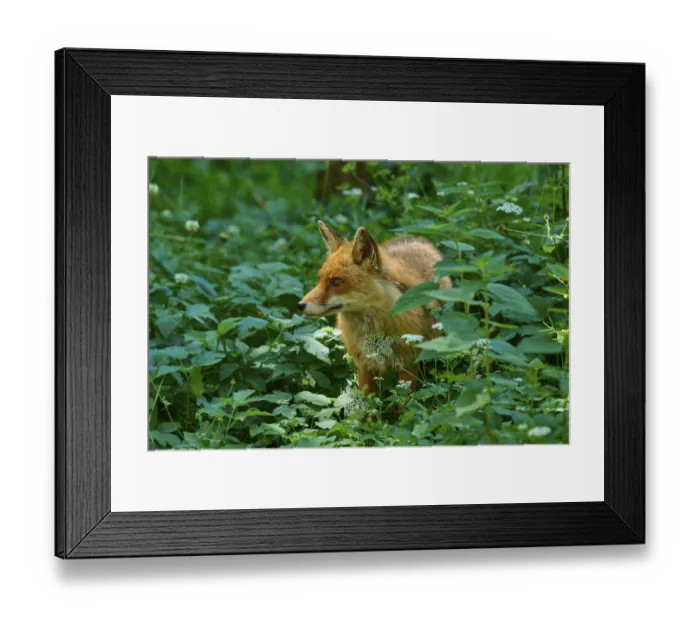 Framed Print : A fox stands in a green forest surrounded by flowers and leaves Framed Print : A fox stands in a green forest surrounded by flowers and leaves