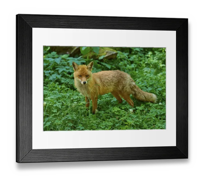 Framed Print : A fox stands in the green grass and looks curiously