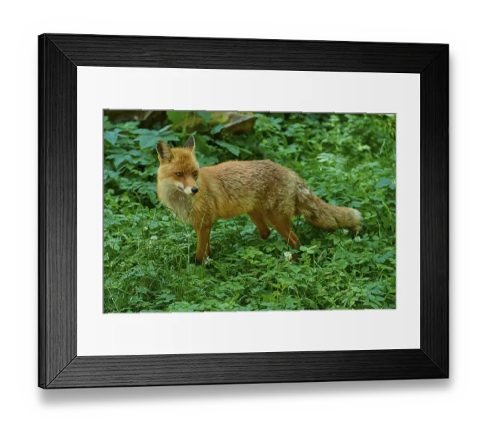 Framed Print : An attentive fox observes the surroundings in the green forest