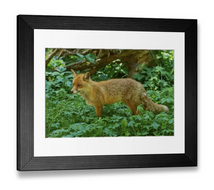 Framed Print : A fox standing in the shade of a large tree in the forest