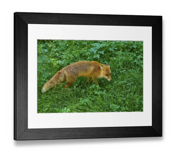 Framed Print : A fox moves cautiously across a lush green meadow