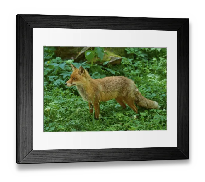 Framed Print : A focussed fox attentively observing its surroundings in the forest Framed Print : A focussed fox attentively observing its surroundings in the forest