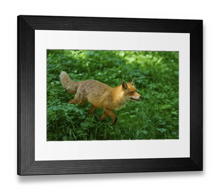 Framed Print : A fox runs through the green landscape of the forest Framed Print : A fox runs through the green landscape of the forest