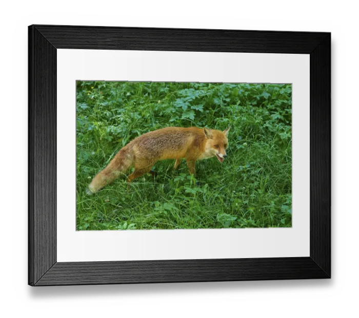 Framed Print : A fox moves in a meadow in the forest and looks ahead Framed Print : A fox moves in a meadow in the forest and looks ahead