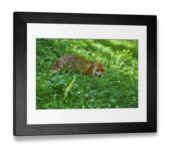 Framed Print : A fox crouches in a green thicket and looks ahead Framed Print : A fox crouches in a green thicket and looks ahead