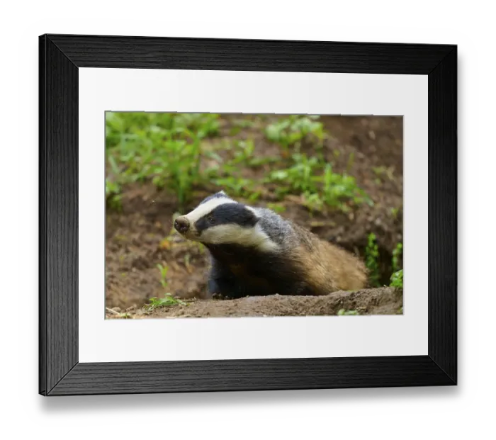 Framed Print : A badger in the forest on the ground