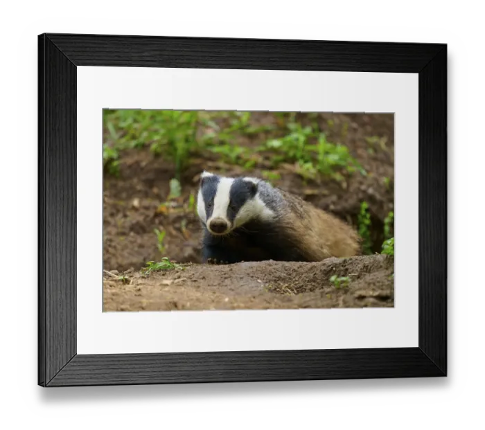 Framed Print : A badger crawls through the forest floor Framed Print : A badger crawls through the forest floor
