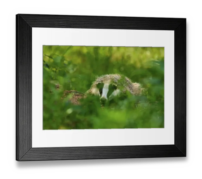 Framed Print : A badger hides in the dense green of the forest