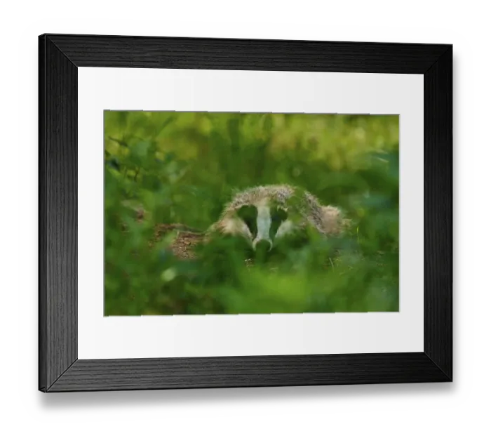 Framed Print : A badger hides well camouflaged in the deep green of the forest Framed Print : A badger hides well camouflaged in the deep green of the forest