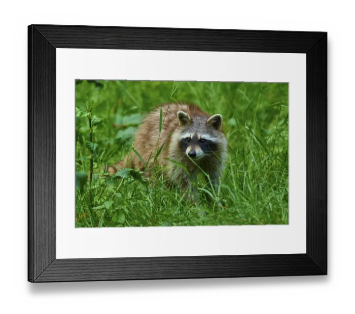 Framed Print : A raccoon stands at attention in the dense