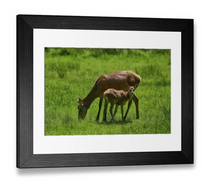 Framed Print : Doe and fawn grazing together in a meadow Framed Print : Doe and fawn grazing together in a meadow