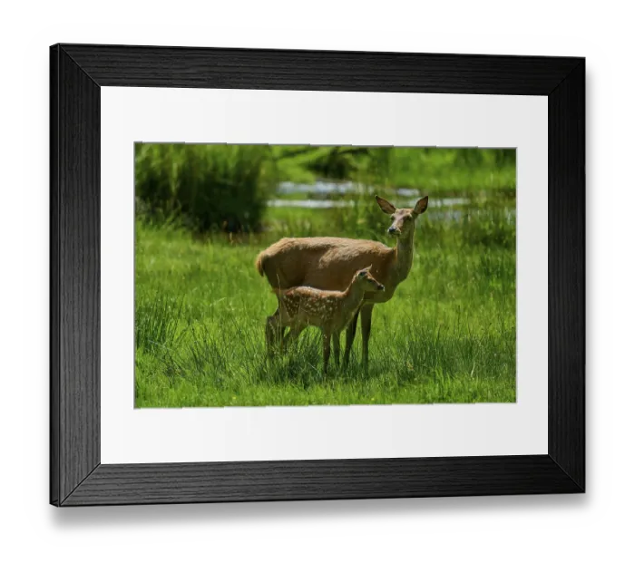 Framed Print : Doe and fawn standing attentively in a green meadow