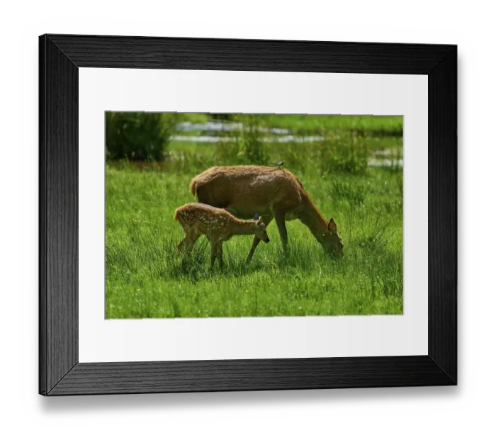 Framed Print : Doe and fawn grazing side by side with a bird on their backs