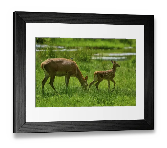 Framed Print : Doe leading her fawn across the meadow Framed Print : Doe leading her fawn across the meadow