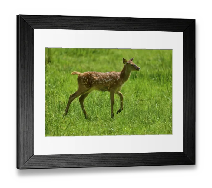 Framed Print : Young fawn moving playfully and lively across the green meadow