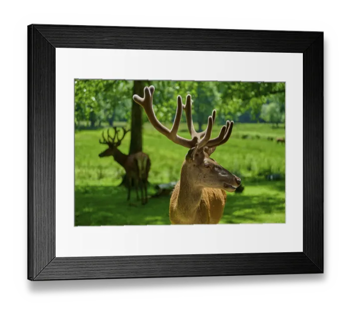 Framed Print : A stag with large antlers looks sideways Framed Print : A stag with large antlers looks sideways