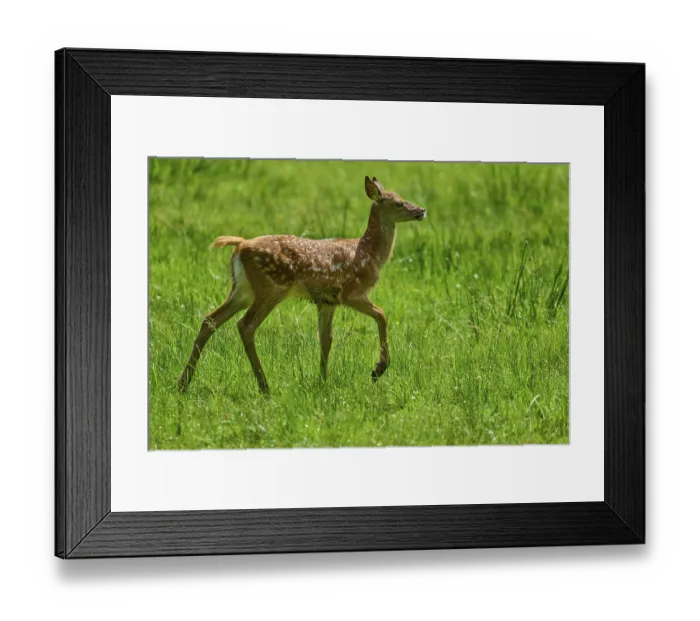 Framed Print : Fawn running playfully and full of joy across the summer meadow Framed Print : Fawn running playfully and full of joy across the summer meadow