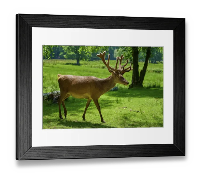 Framed Print : Stag with antlers running through summery