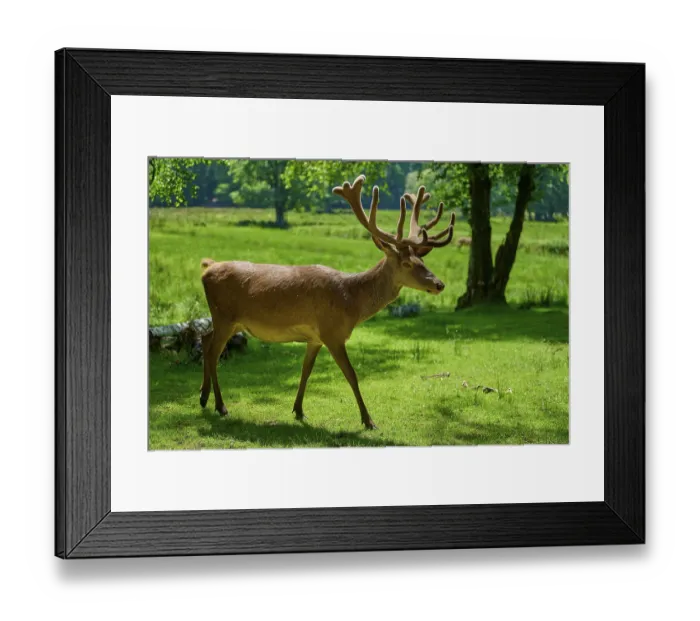 Framed Print : A stag with impressive antlers walks through the forest