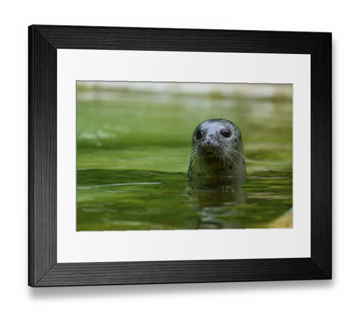 Framed Print : Curious looking seal in the water Framed Print : Curious looking seal in the water