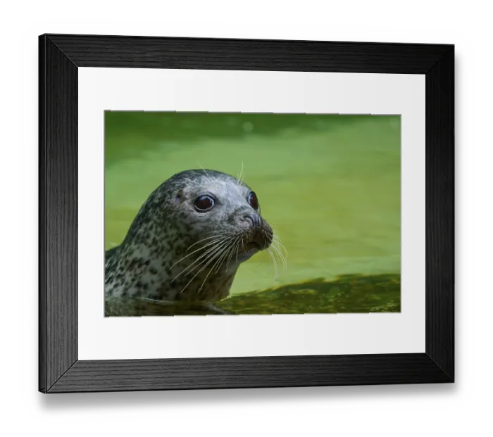 Framed Print : Calm seal in green water, harbour seal (Phoca vitulina)